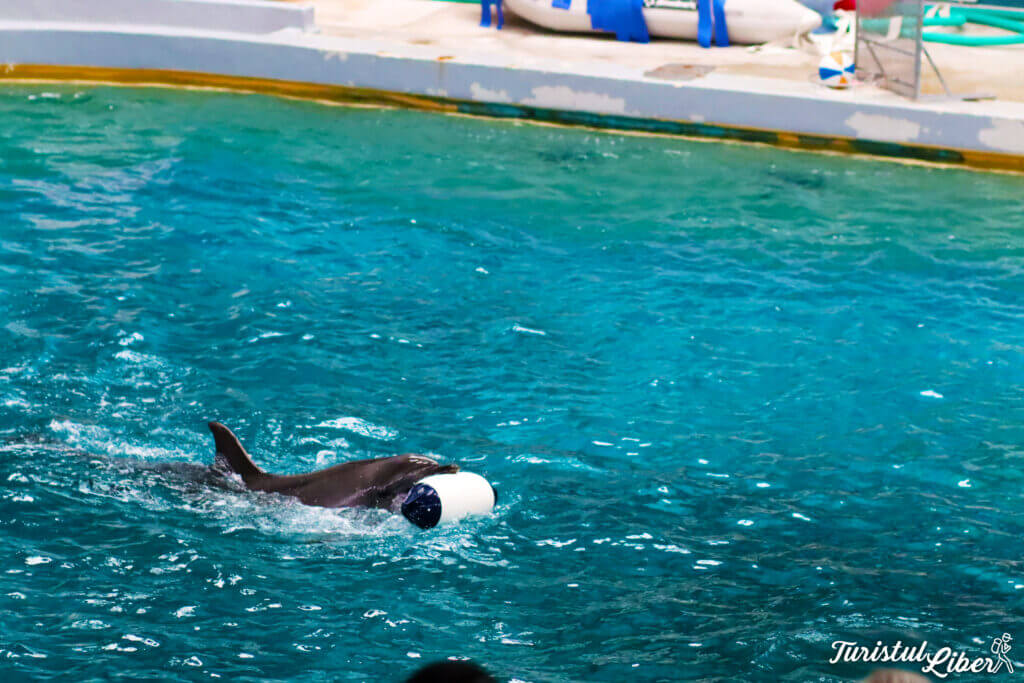 delfin in bazin