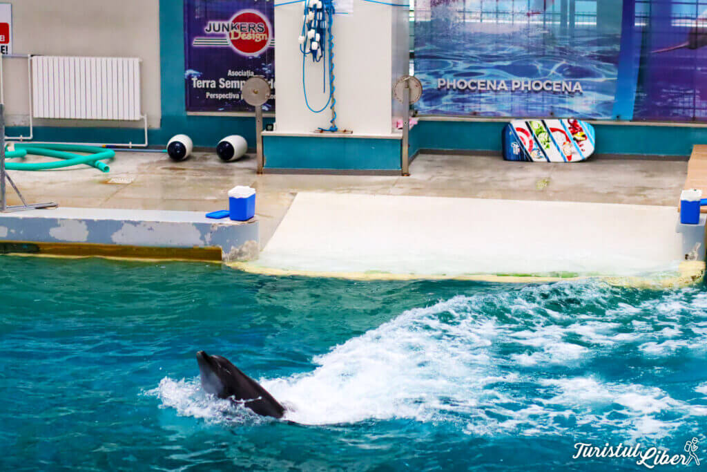 delfin inotand cu viteza
