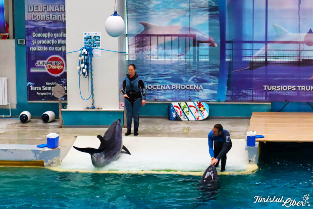 delfin jucaus la constanta