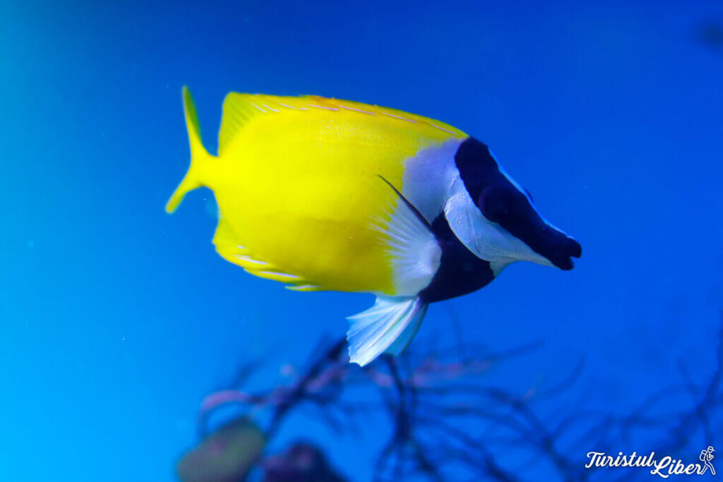 peste exotic delfinariu constanta