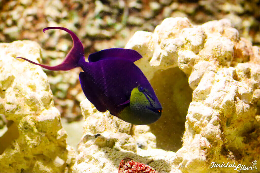 peste exotic mov acvariu constanta