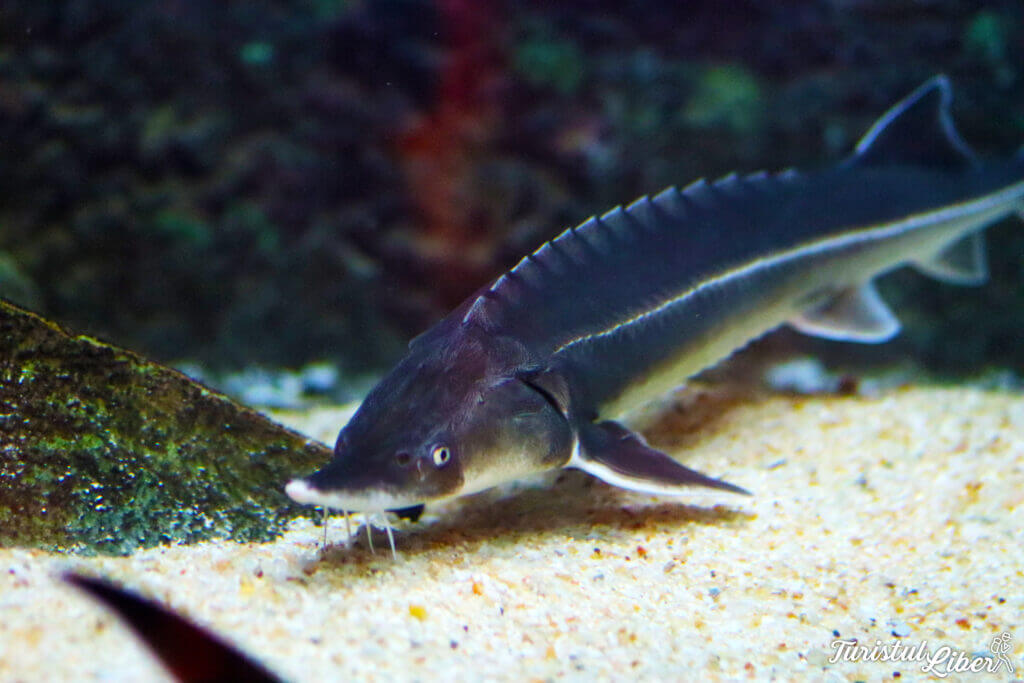 sturion acvariu constanta
