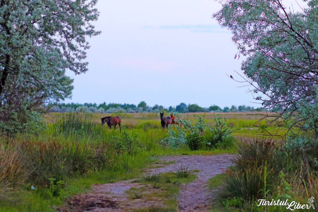 cai salbaticii sfantu gheorghe