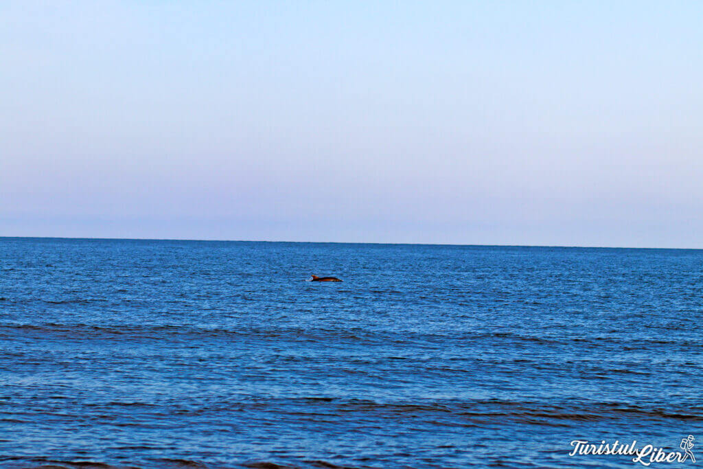 delfini in marea neagra