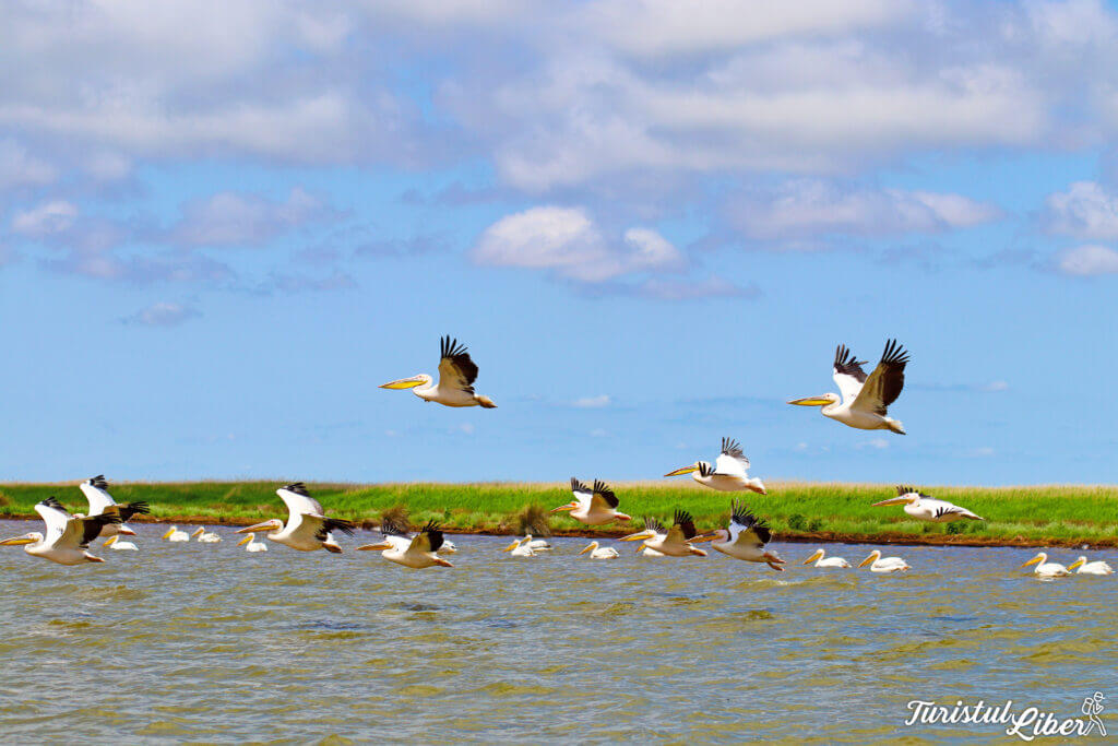 pelicani delta dunarii