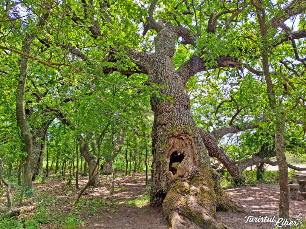 stejar padurea caraoraman