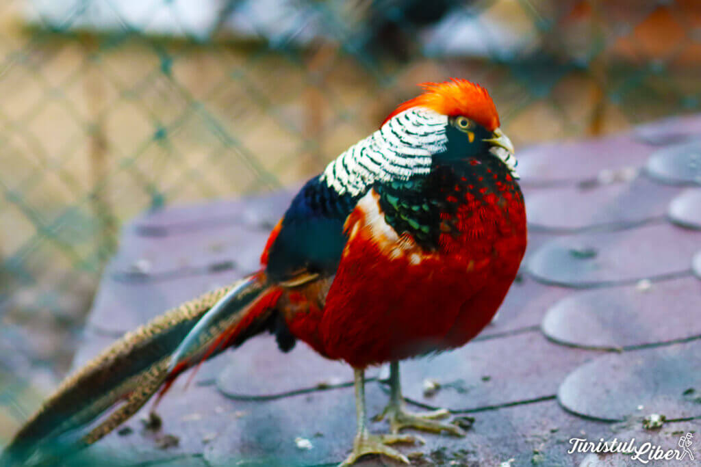 fazan microrezervatie constanta