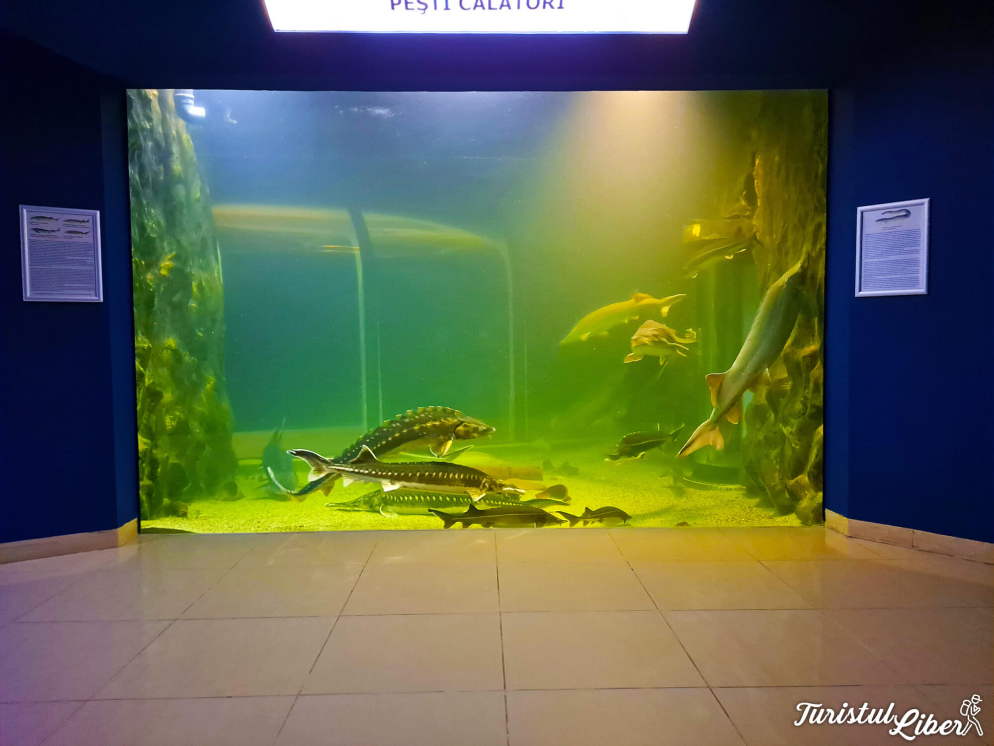 bazin sturioni acvariu tulcea