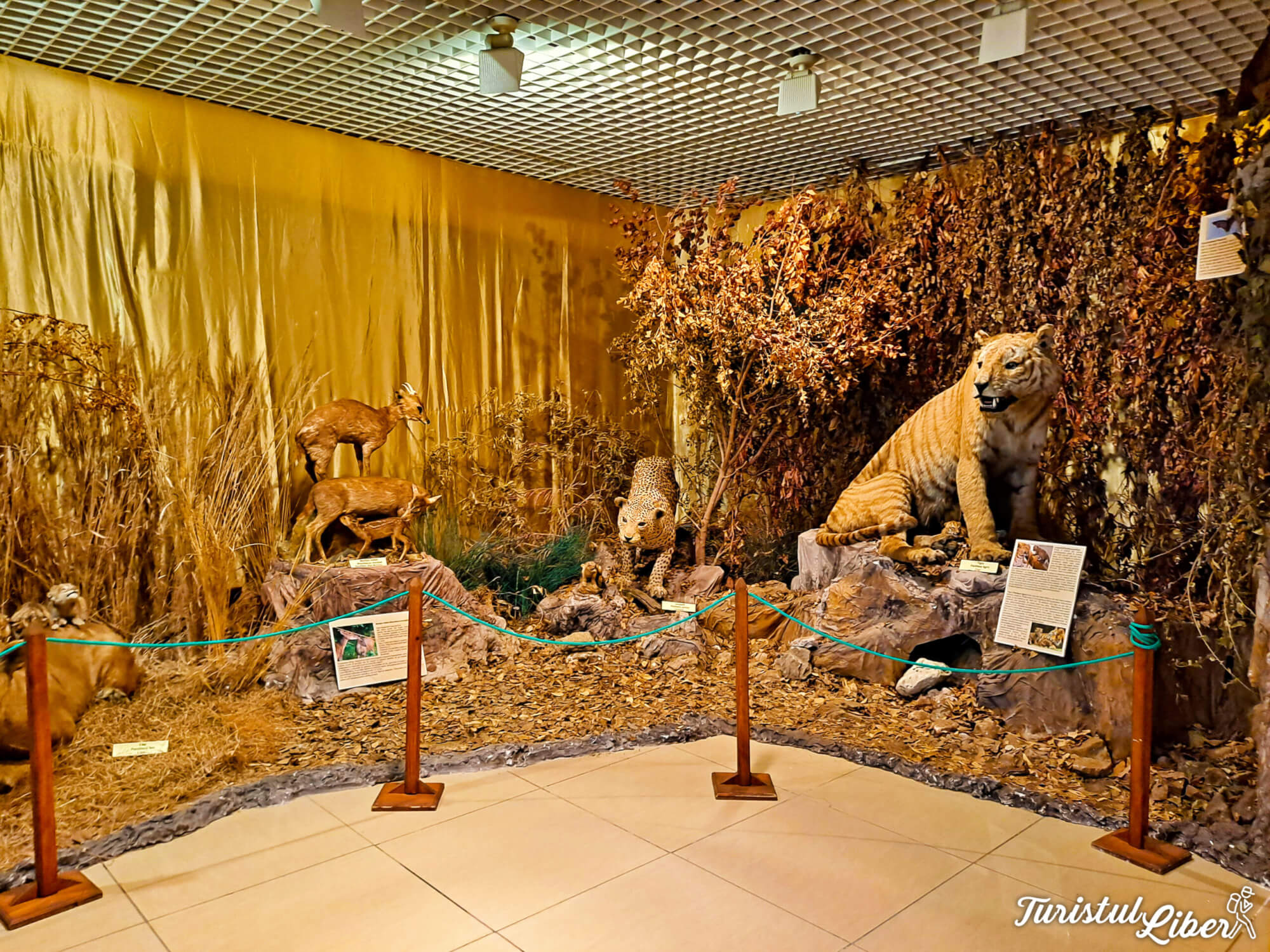expozitie temporara muzeu tulcea