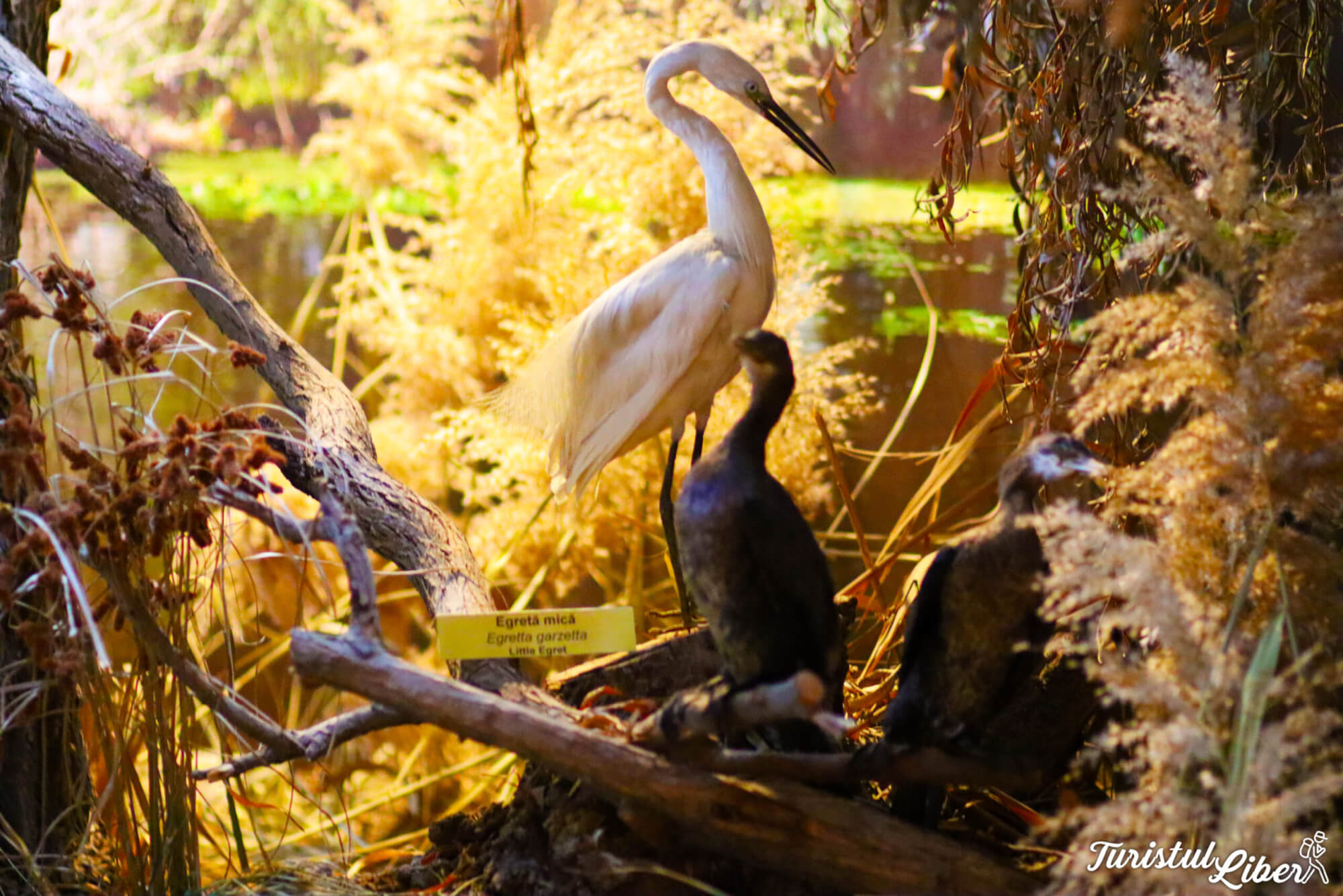 pasari delta dunarii