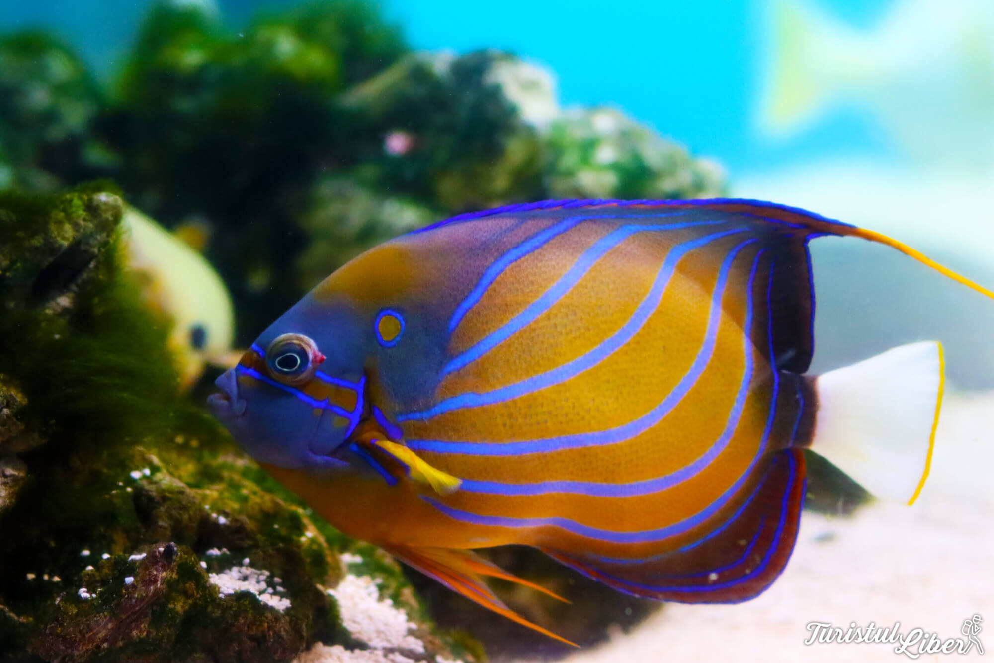 peste exotic acvariu tulcea