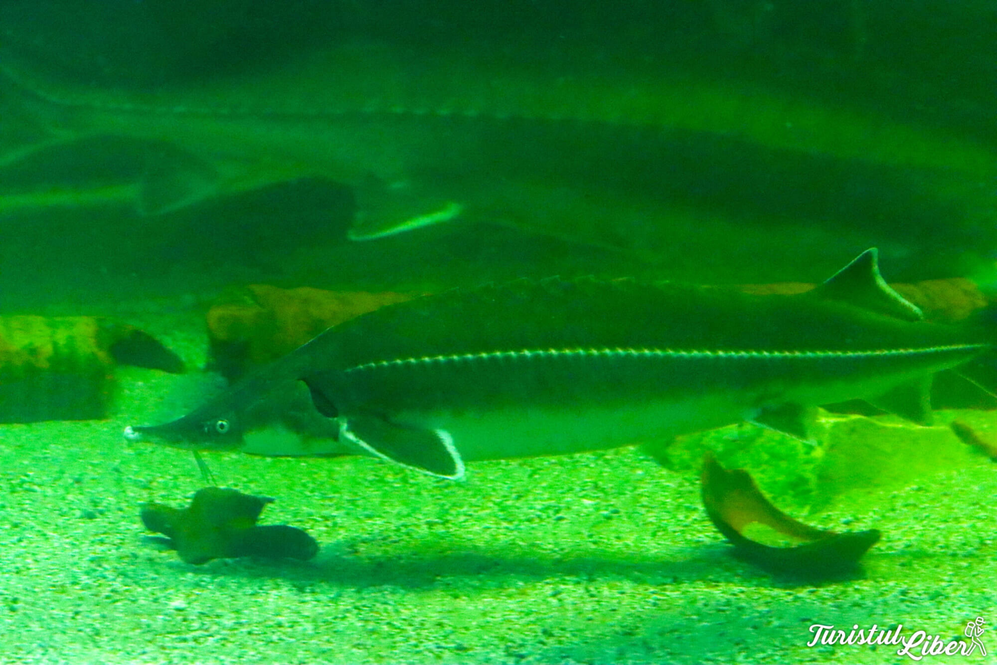 sturion acvariu tulcea