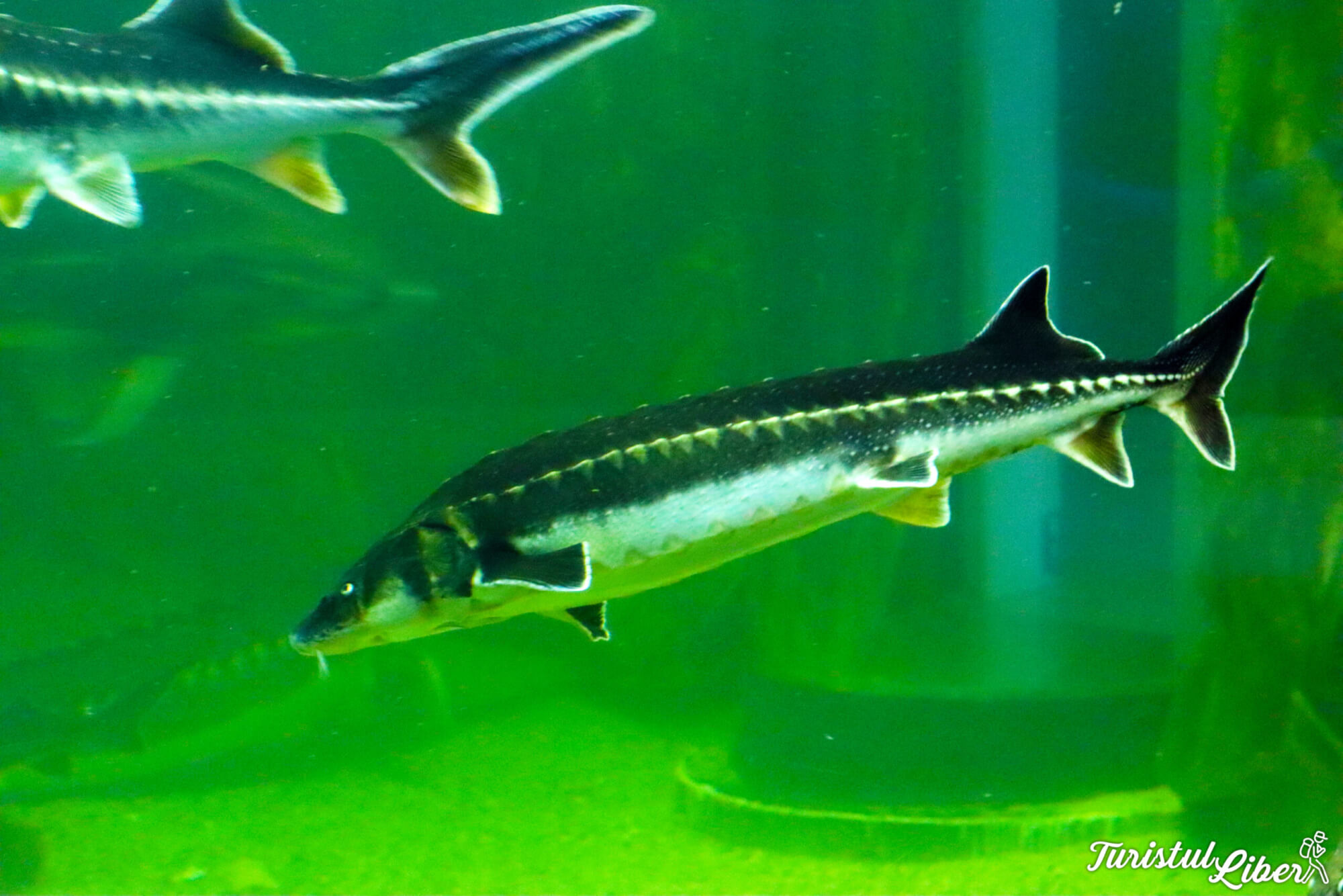 sturioni acvariu tulcea