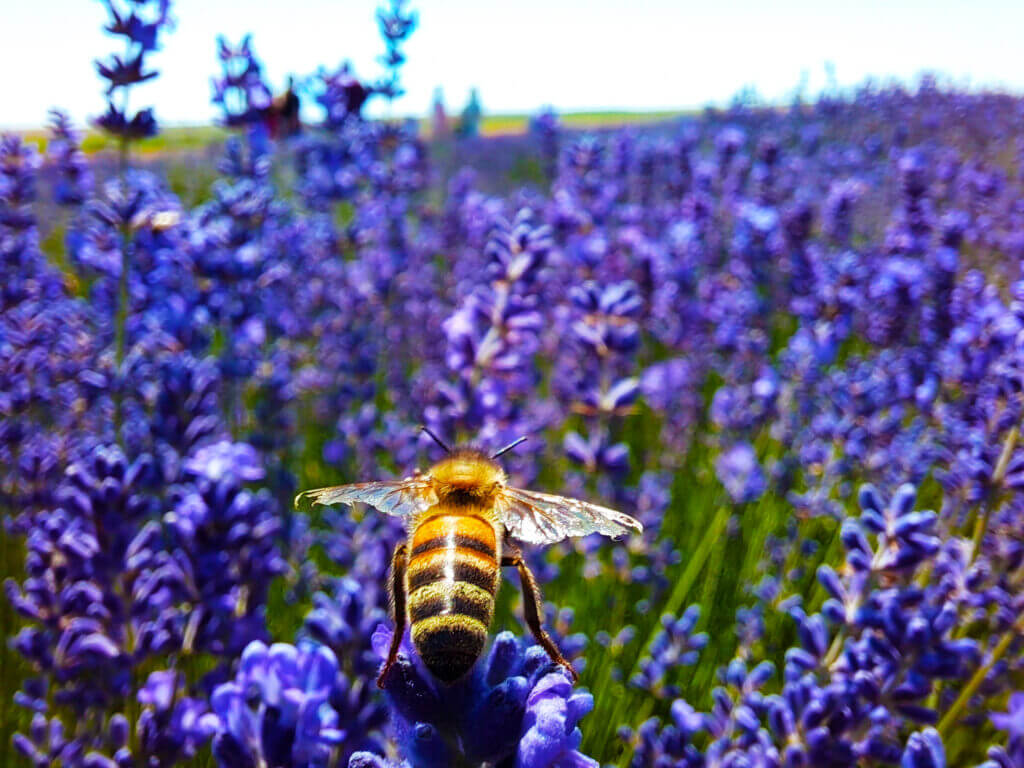 albina pe lavanda pecineaga