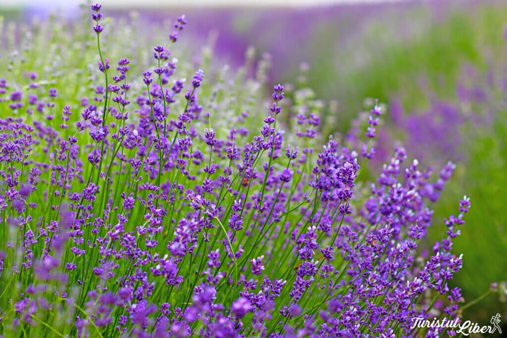 flori de lavanda pecineaga