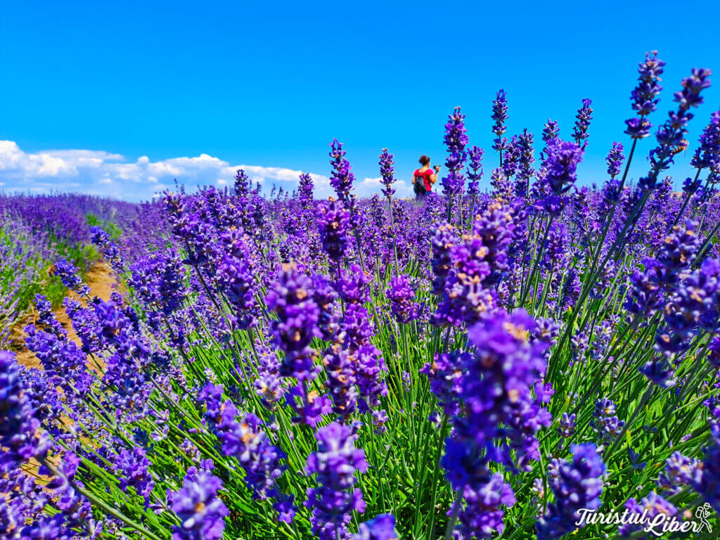 lavanda constanta