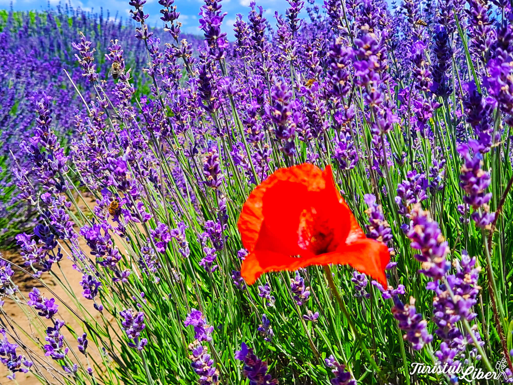 lavanda si maci
