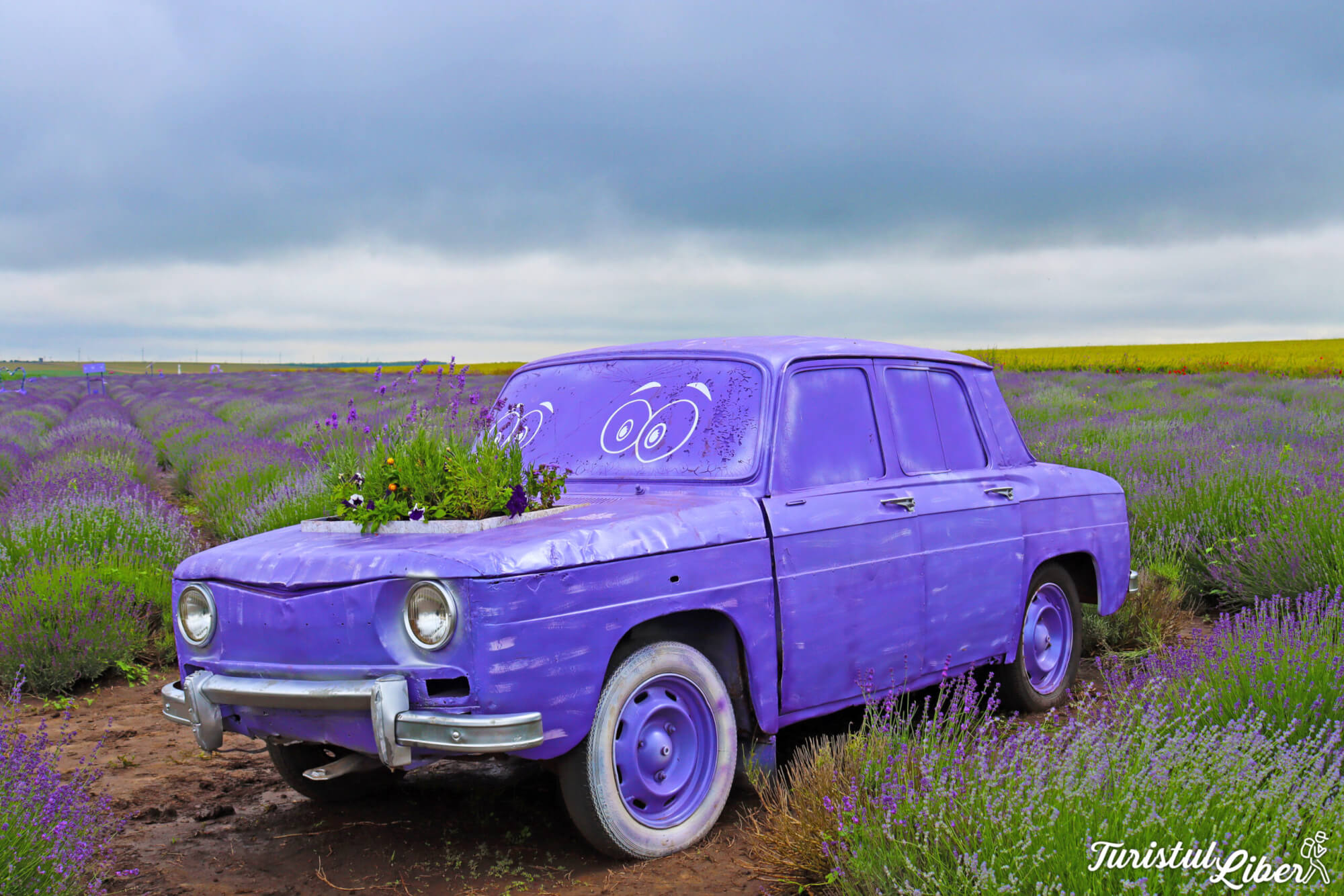 masinuta in lanul de lavanda
