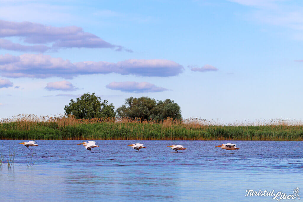 excursie-delta-crisan