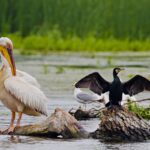 excursie tulcea colonia de pasari