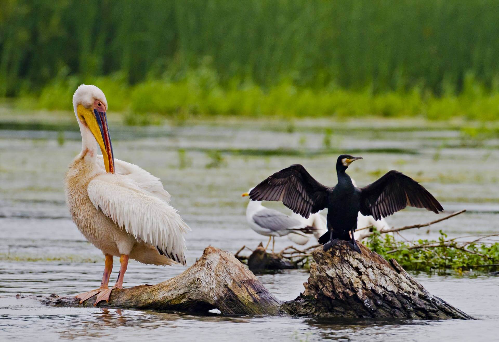 Ce excursii Delta Dunării din Tulcea poți face?