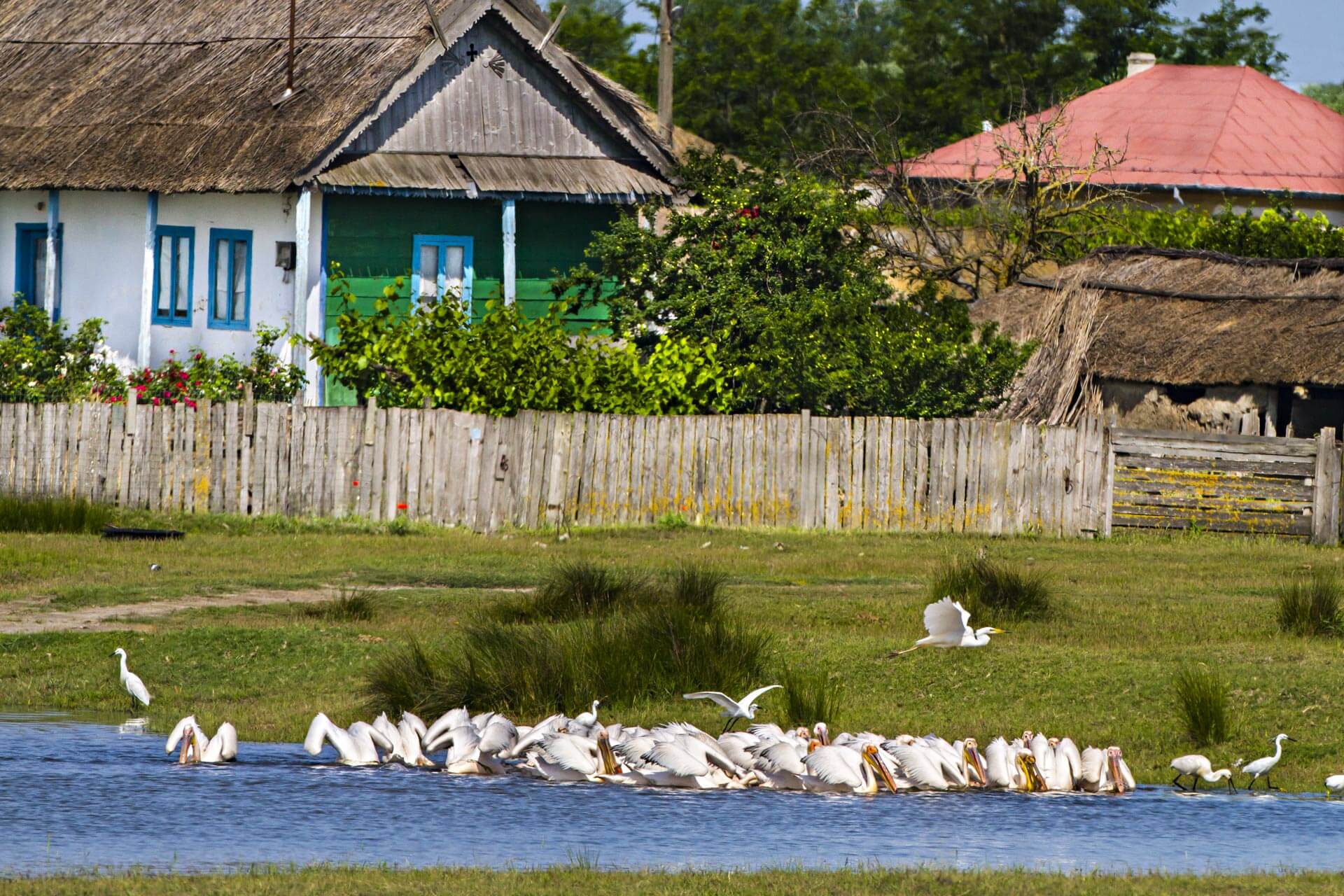 Excursii ghidate în Deltă