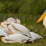 pelicani excursie delta