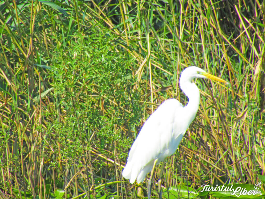 egreta delta