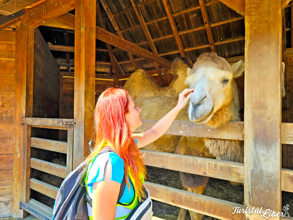 sahara zoo durdevac