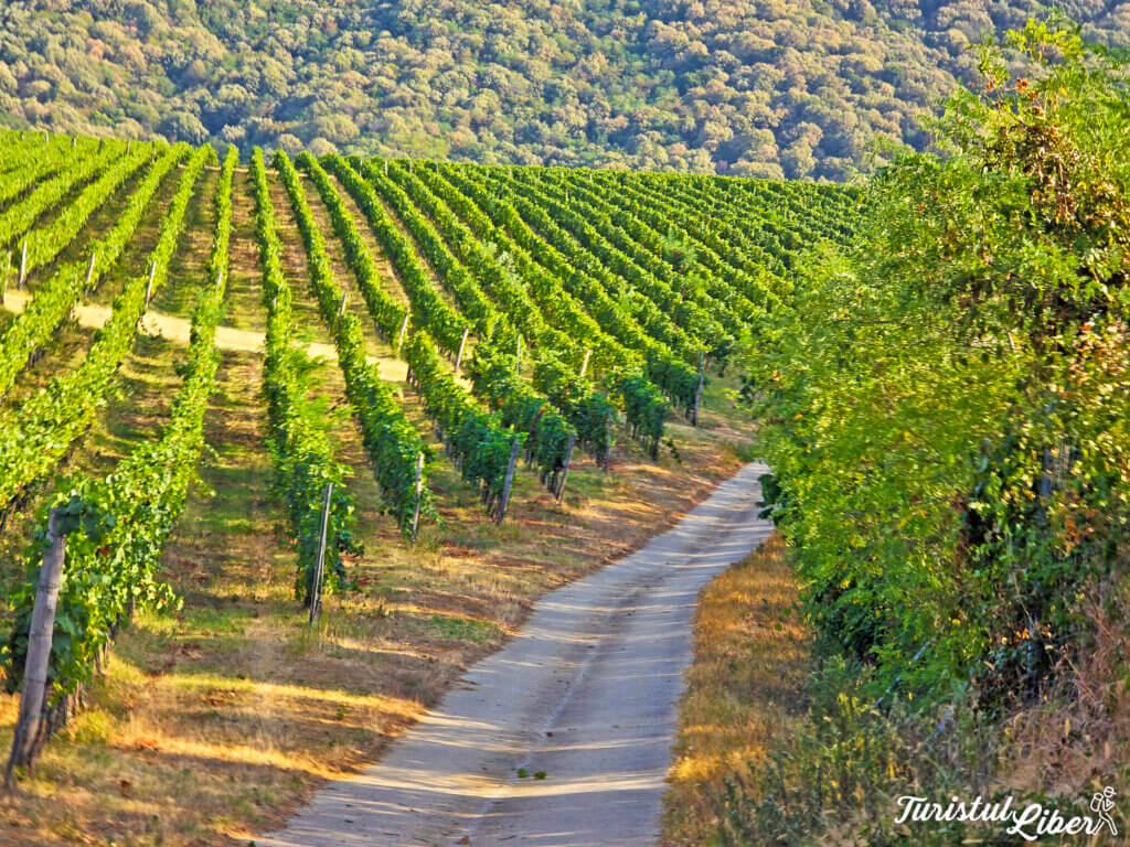 vineyards villany