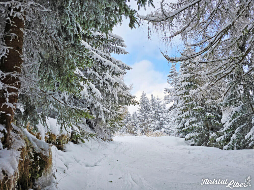 partii sinaia